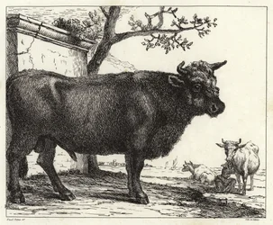 Le Taureau